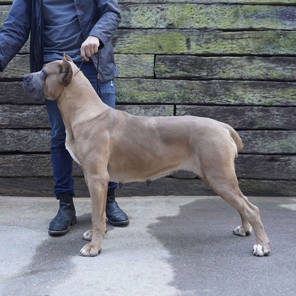 Bvlgari Del Coritano