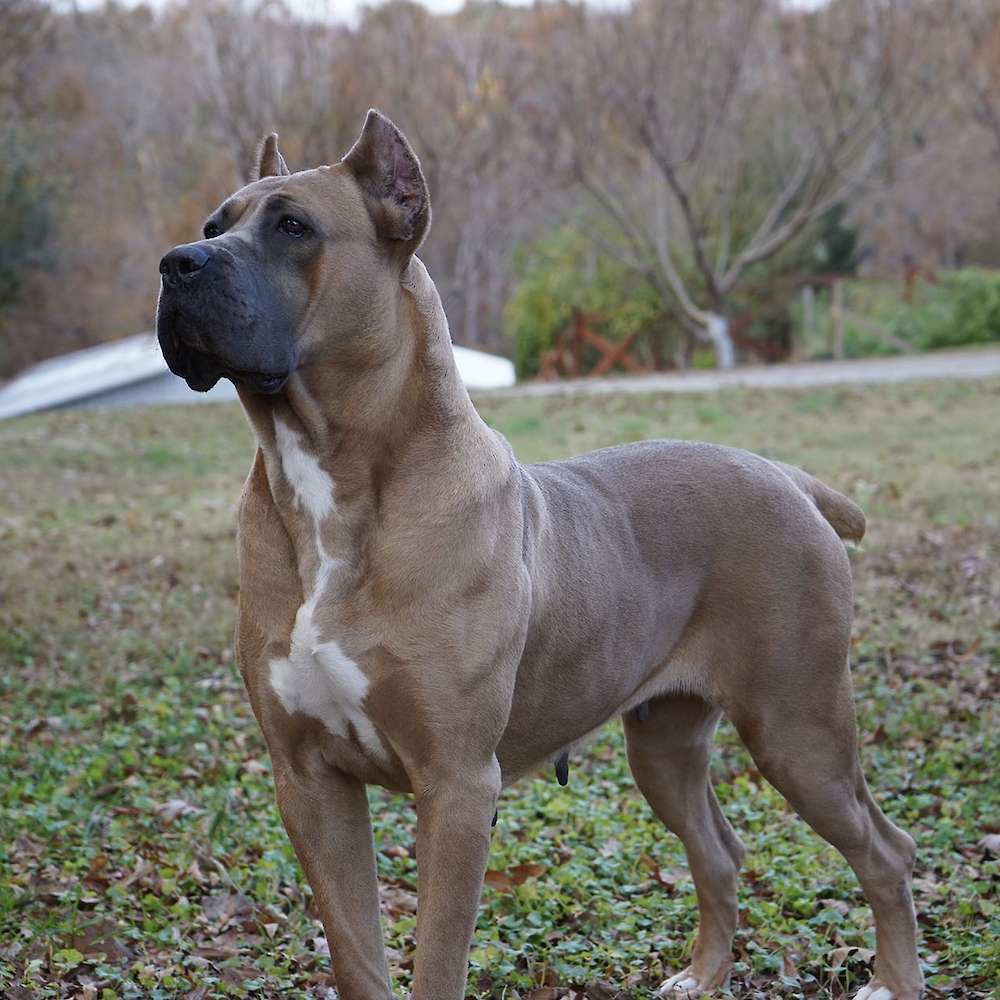 Bvlgari Del Coritano