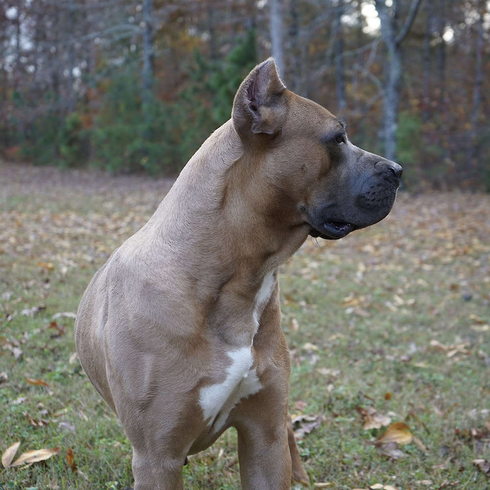 Bvlgari Del Coritano